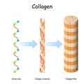 Collagen molecule. Structure of a collagen fibers