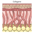 Collagen protein structure diagram medical science