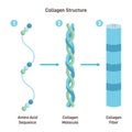 Collagen structure. Amino acid sequence chain form three polypeptides