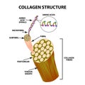 Collagen structure. Infographics. Vector illustration on isolated background. Royalty Free Stock Photo