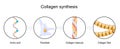 Collagen synthesis. From Amino acid to Collagen fiber and molecule.