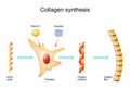 Collagen synthesis with fibroblast, Vitamin C and Enzymes Royalty Free Stock Photo