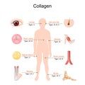 Collagen types. The most common types of collagen protein