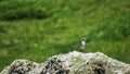 Collalba gris Northern wheatear