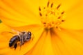Macro photography of a dead bee on a flower. Collapse of bee hives and excessive use of pesticides. Concept of environmental risk