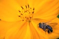 Macro photography of a dead bee on a flower. Collapse of bee hives and excessive use of pesticides. Concept of environmental risk