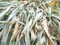 Collapsed corn plants during harvest season at the field Royalty Free Stock Photo