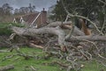 Collapsed oak tree after hurricane wind near a country cottage Royalty Free Stock Photo