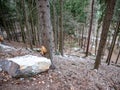 Collapsed rocky boulders fall down from sandstone rocks and landslide blocked forest path