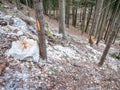 Collapsed rocky boulders fall down from sandstone rocks and landslide blocked forest path