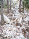 Collapsed rocky boulders fall down from sandstone rocks and landslide blocked forest path