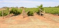 Collapsing Rows of Wind Damaged Chardonnay Vines. Royalty Free Stock Photo