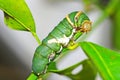 Collar caterpillar