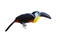 Collard Aracari Bird