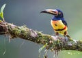 Collard aracari sits proudly on a branch