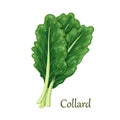 Collard dark green leafy vegetable