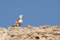 Collard Dove in unusual brown and white color