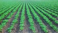 Collard Green Cultivated Field Royalty Free Stock Photo