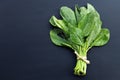 Collard green leaves with holes, eaten by pest. Organic Vegetable Royalty Free Stock Photo