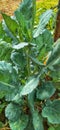 Collard greens are cruciferous vegetables such as mustard greens that have high nutrition