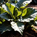 Collard greens fresh raw organic vegetable