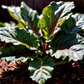 Collard greens fresh raw organic vegetable