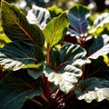 Collard greens fresh raw organic vegetable