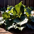 Collard greens fresh raw organic vegetable