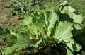 Collard Greens growing in a field.