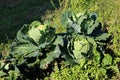 Collard greens leafy vegetable plants with tough stems and large dark green edible leaves growing in local home garden