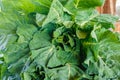 Collard Greens Royalty Free Stock Photo