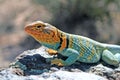 Collard lizard