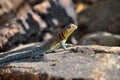 Collard lizard Royalty Free Stock Photo