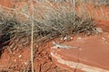 Collard lizard crotaphytus collaris sunning on rock