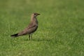 Collard pratincole on green, Bahrain