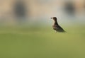 Collard pratincole on green, Bahrain