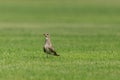 Collard pratincole on green grass field. green color background. Glareola Pratincola Bahrain