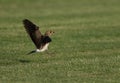 Collard pratincole landing on green, Bahrain