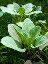 Collards Royalty Free Stock Photo