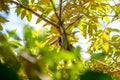 Collared Acari (Accipiter cirrocephalus) Portrait