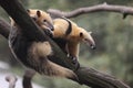 Collared anteater