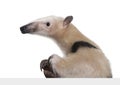 Collared Anteater going out from behind a grey bla Royalty Free Stock Photo