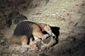Collared Anteater Looking for Food Royalty Free Stock Photo
