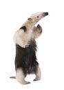 Collared Anteater - Tamandua tetradactyla Royalty Free Stock Photo