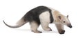 Collared Anteater - Tamandua tetradactyla Royalty Free Stock Photo