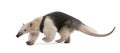 Collared Anteater - Tamandua tetradactyla Royalty Free Stock Photo