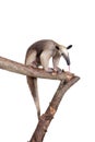 Collared Anteater, Tamandua tetradactyla on white Royalty Free Stock Photo