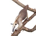 Collared Anteater, Tamandua tetradactyla on white Royalty Free Stock Photo