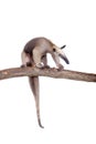 Collared Anteater, Tamandua tetradactyla on white Royalty Free Stock Photo