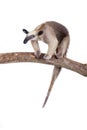 Collared Anteater, Tamandua tetradactyla on white Royalty Free Stock Photo